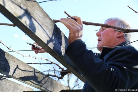 Rez kamniške potomke najstarejše vinske trte (9)